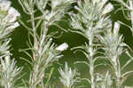 Annual trampweed